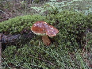 2001.08.05 14.36.41.jpg